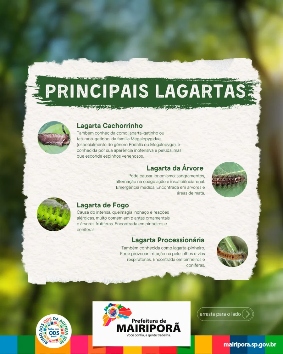 Entre os cuidados indicados estão roupas compridas, limpeza do quintal e atenção após passeios em regiões verdes da cidade.