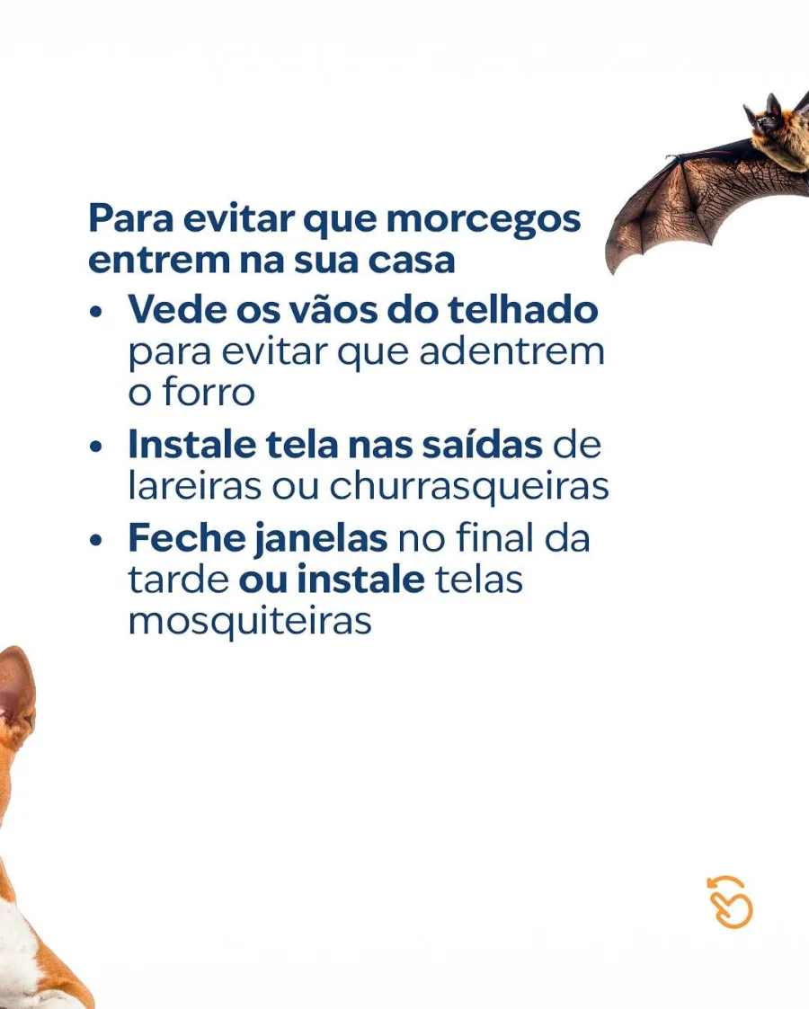A prevenção é a melhor forma de proteção contra a raiva. Evite tocar em morcegos e mantenha cães e gatos vacinados para reduzir riscos à saúde pública.