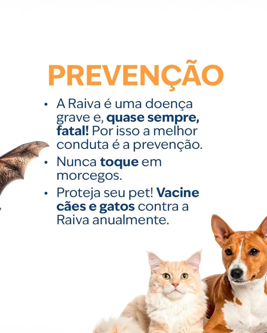 Nem todos os morcegos carregam o vírus da raiva, mas o contato deve ser evitado. O animal pode transmitir a doença por mordidas, arranhões ou contato com saliva.