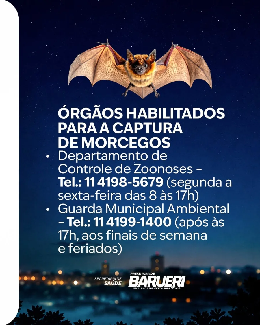 Morcegos são protegidos por lei e exercem funções importantes para o meio ambiente. Em caso de ocorrência, o correto é solicitar apoio dos órgãos habilitados para captura.