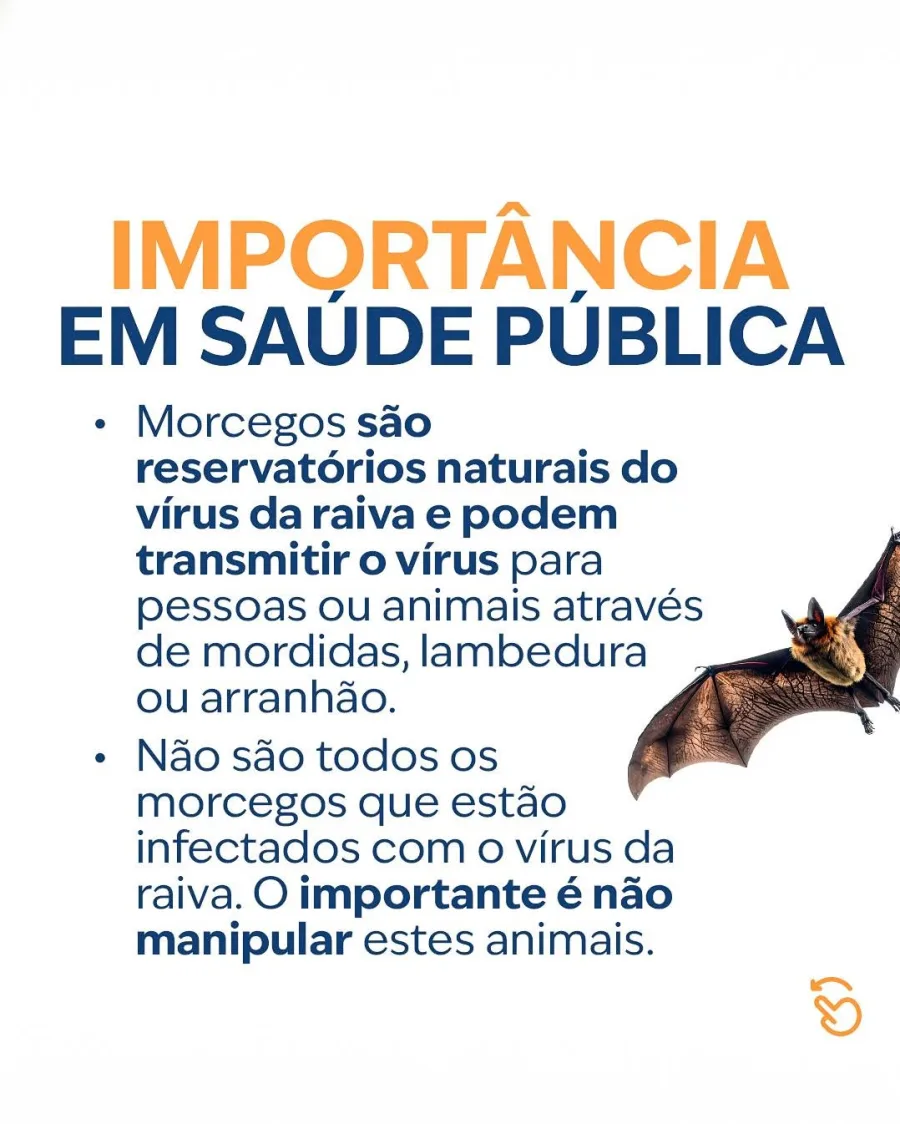 A maioria das espécies de morcegos se alimenta de frutas, néctar ou insetos, contribuindo para a polinização, dispersão de sementes e controle natural de pragas.