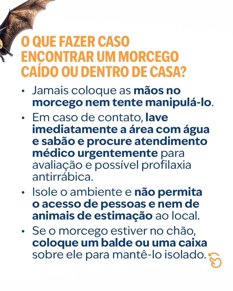 Pequenas medidas ajudam a impedir a entrada de morcegos em residências. Vedar frestas, instalar telas e fechar janelas ao entardecer são ações recomendadas.