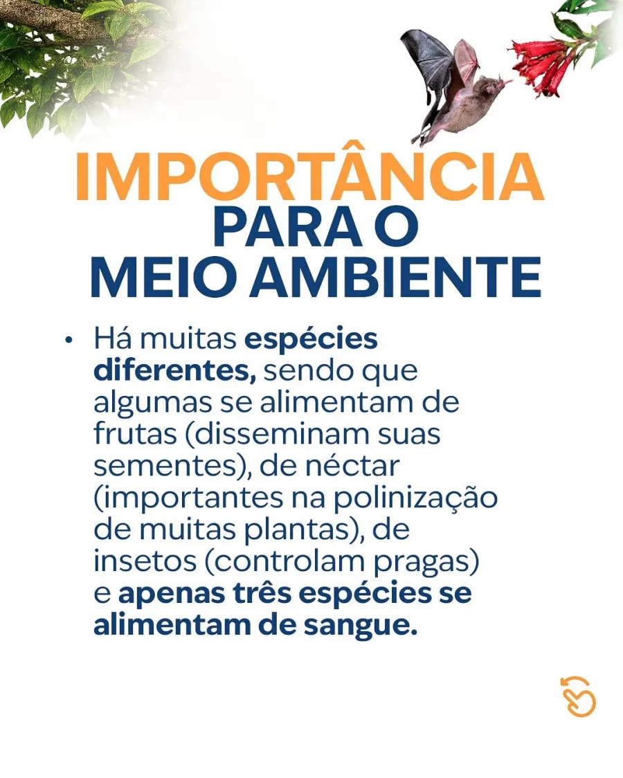 Morcegos vivem em áreas urbanas e rurais, ocupando árvores, cavernas e forros. São os únicos mamíferos capazes de voar e costumam sair dos abrigos ao anoitecer.