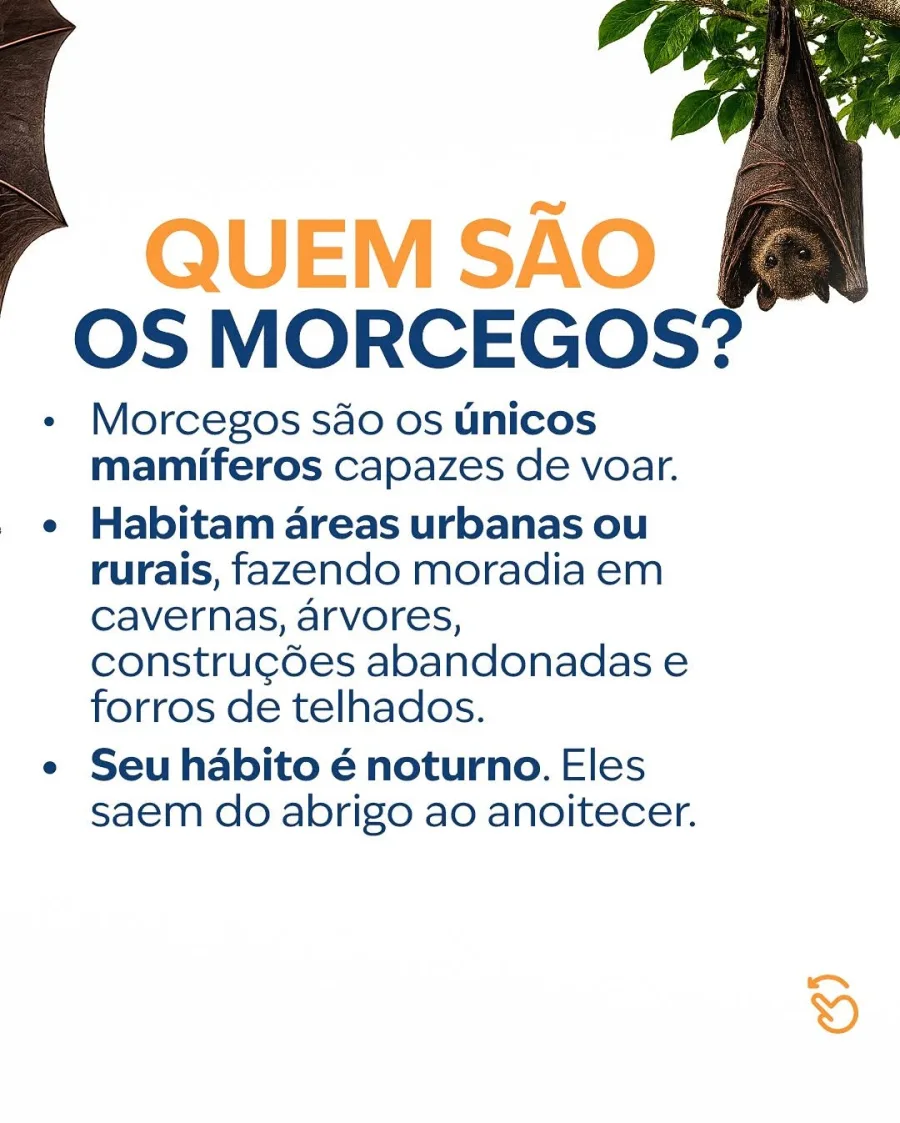 Os morcegos contribuem para a saúde dos ecossistemas e exigem alguns cuidados. Apesar da importância ambiental, o contato direto deve ser evitado para reduzir riscos à saúde.