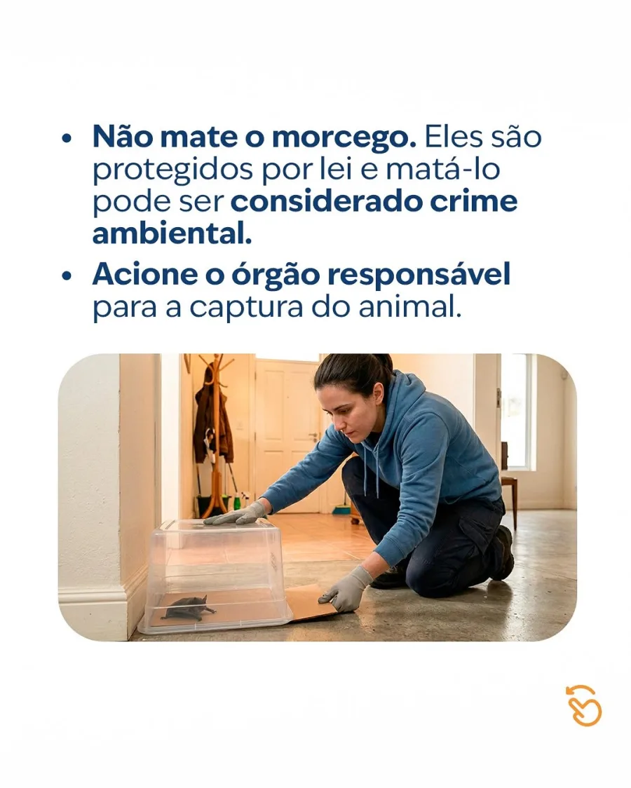 Ao encontrar um morcego dentro de casa, não tente manipulá-lo. Isole o local, mantenha pessoas e animais afastados e acione os órgãos responsáveis pela captura.