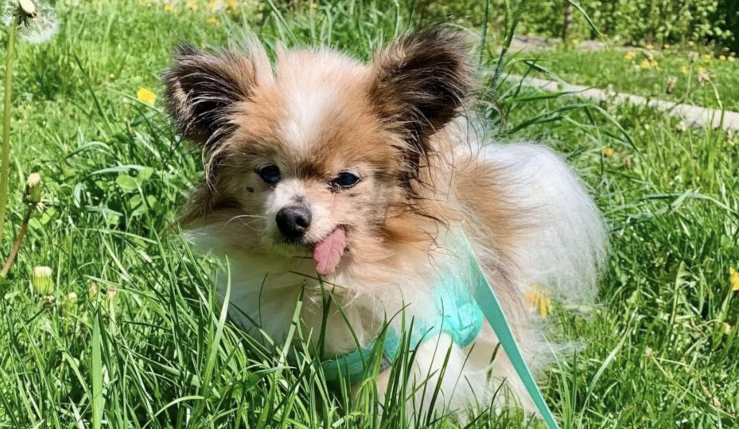 Cachorro de 31 anos pode quebrar recorde mundial e história após morte do dono está comovendo a França