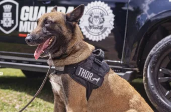Cajamar: Cão da Guarda ajuda a encontrar 8 kg de drogas em operação da ROMU