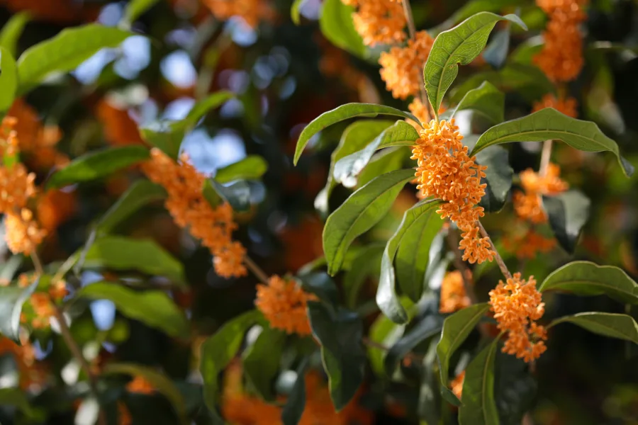 A oliveira-doce ganhou espaço em varandas e terraços por unir perfume intenso, baixa manutenção e adaptação fácil a vasos grandes e floreiras (foto: Laitr Keiows)