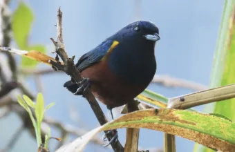 Evento gratuito leva moradores para trilha de observação de pássaros em área verde de Carapicuíba neste sábado