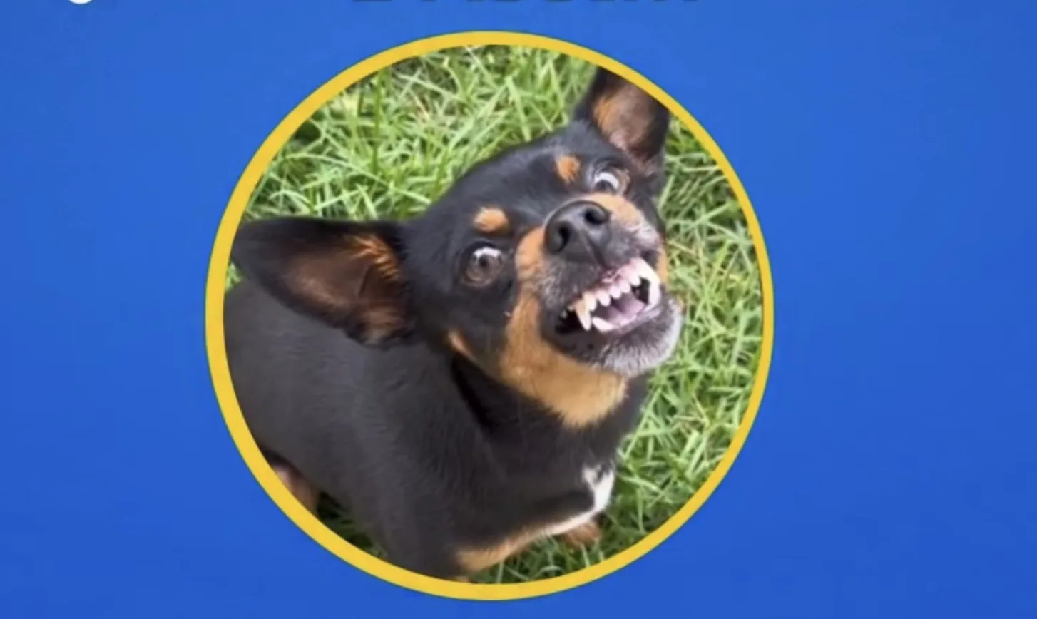 Vacinação contra raiva em Francisco Morato terá doses limitadas e aviso para donos de cães “bravinhos”