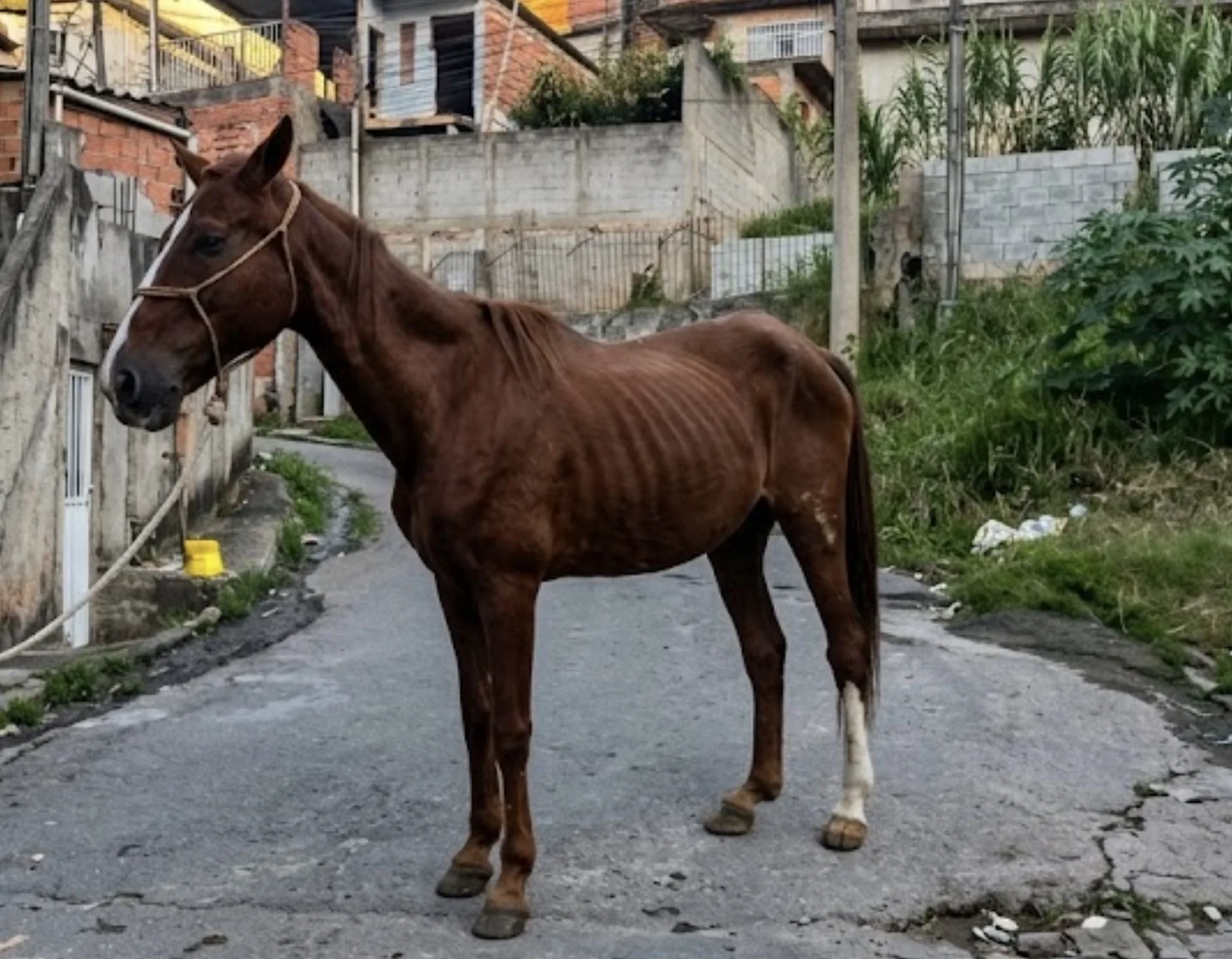 Cavalo magro apreendido em Francisco Morato acende alerta sobre abandono de animais em vias públicas