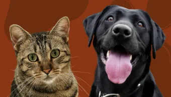 Feira de adoção em Francisco Morato vai unir cães, gatos e mudas grátis em evento que promete movimentar a cidade