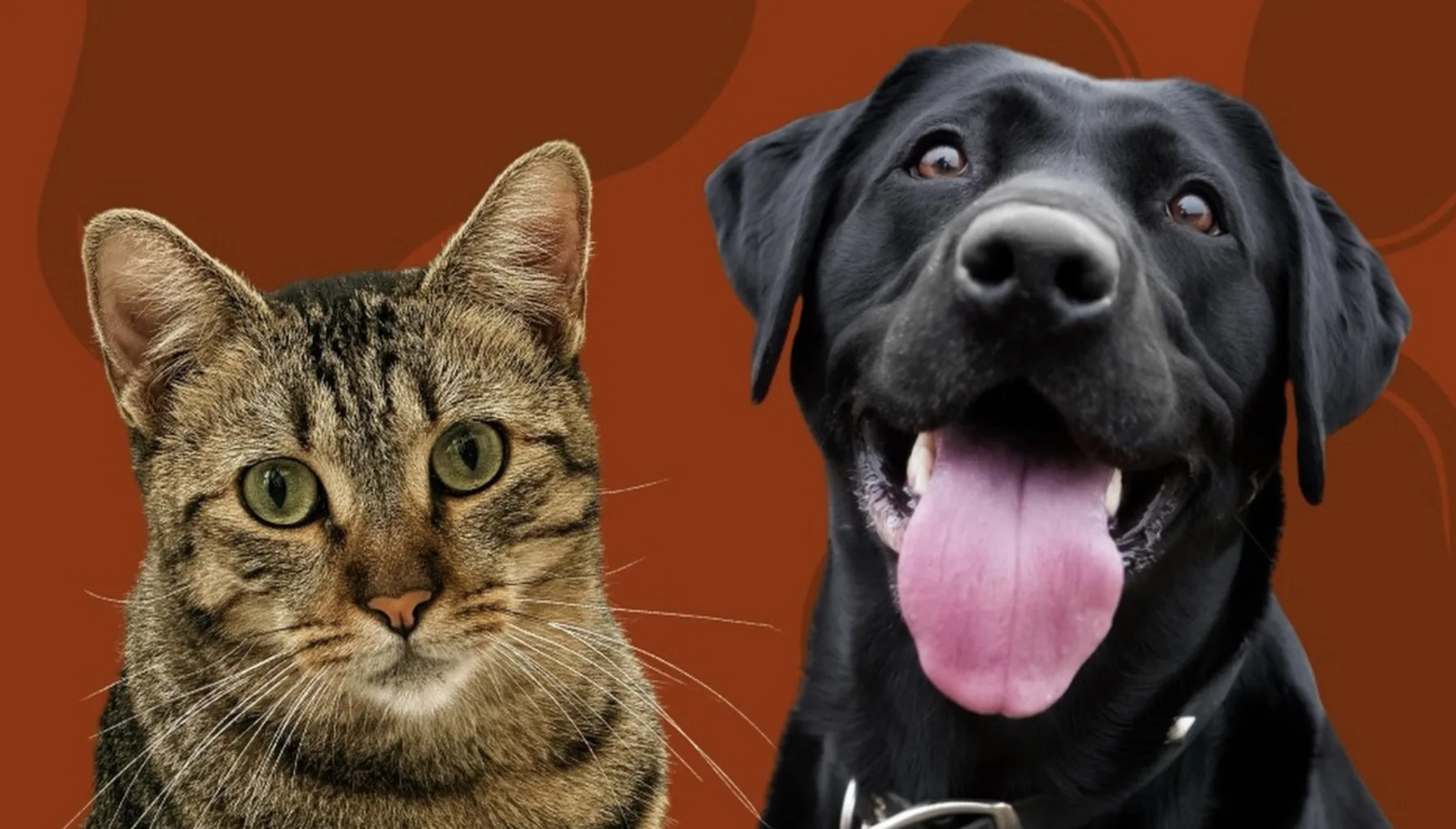 Feira de adoção em Francisco Morato vai unir cães, gatos e mudas grátis em evento que promete movimentar a cidade