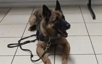 Cão Trovão da GCM encontra drogas escondidas em terreno e operação em São Roque termina com prisão