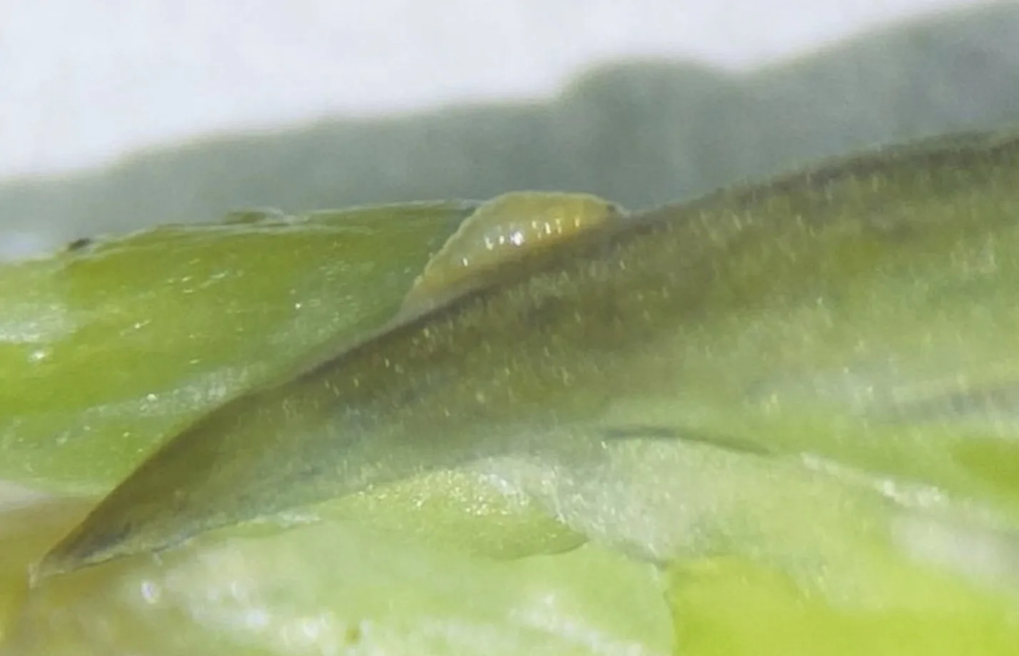 Inseto que destrói tomate e citros foi encontrada em carga no Brasil; fiscalização intercepta praga no Aeroporto de Guarulhos