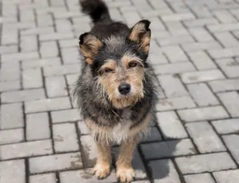 Vacinação gratuita contra raiva em Santana de Parnaíba já tem data e prefeitura abriu agendamento para pets