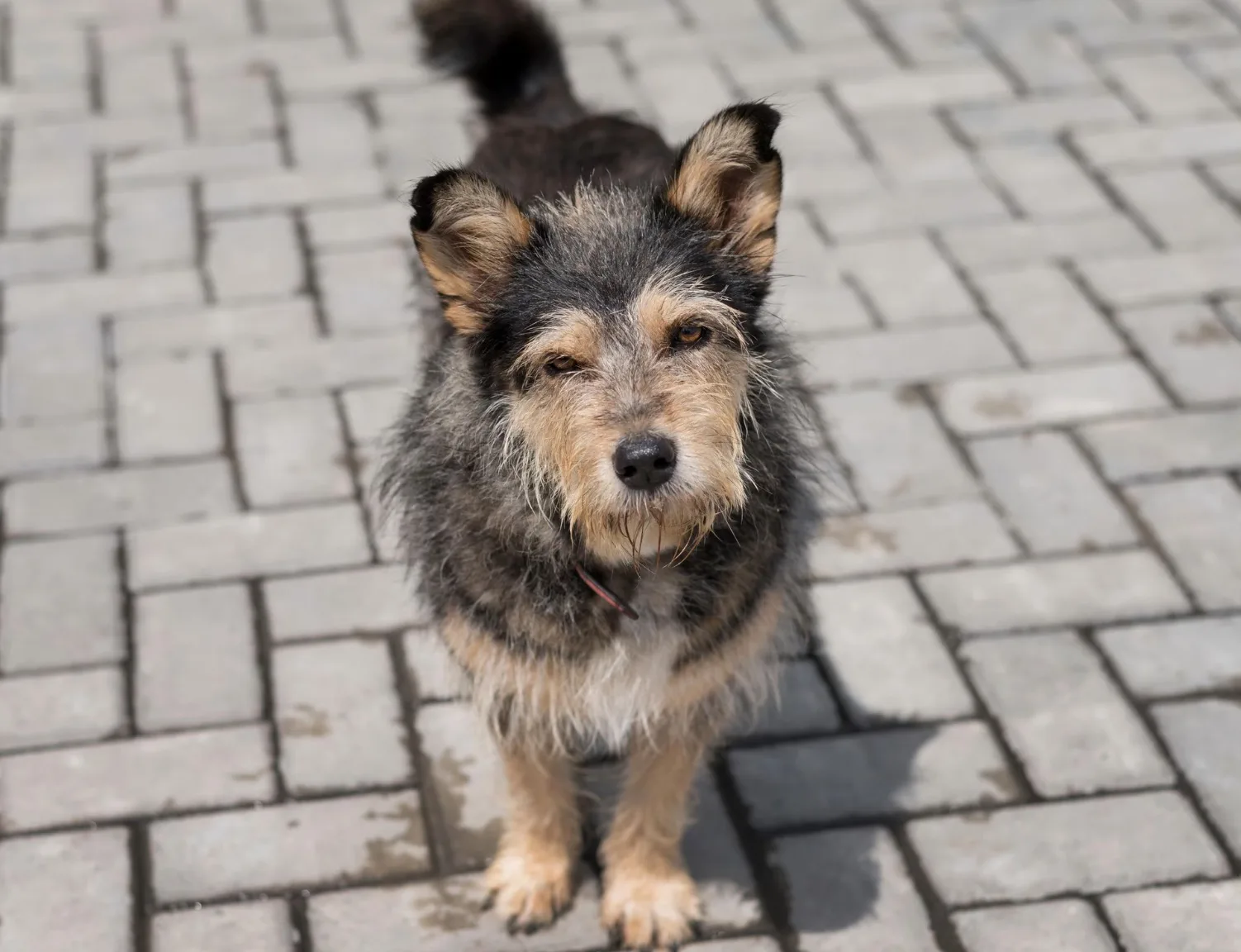 Vacinação gratuita contra raiva em Santana de Parnaíba já tem data e prefeitura abriu agendamento para pets