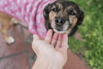 Feira de adoção em Carapicuíba quer encontrar novos lares para cães e gatos já vacinados e castrados