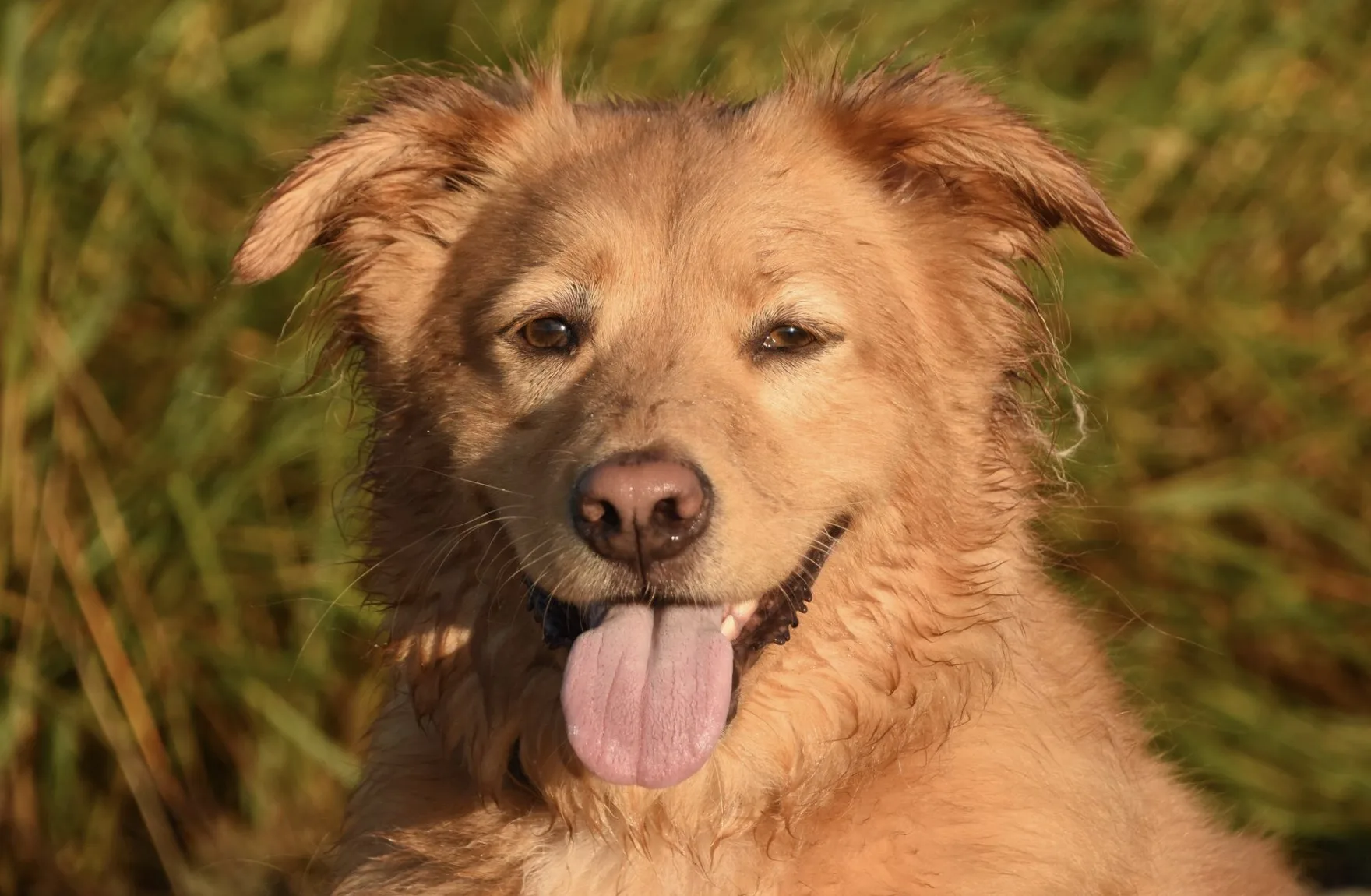 Vacina antirrábica em Carapicuíba: prefeitura divulga atendimento semanal para cães e gatos