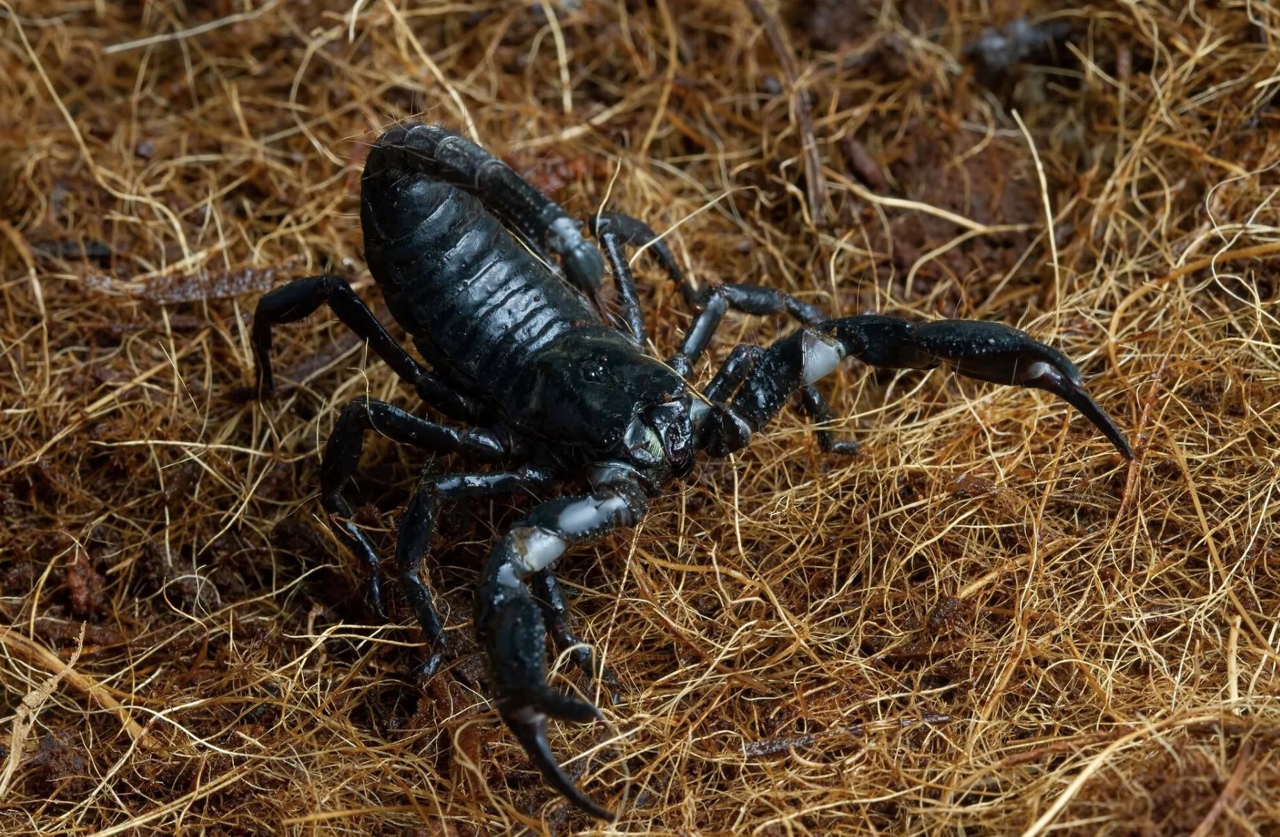 Escorpiões estão invadindo casas? Veja por que isso aumenta no calor e o que você precisa fazer agora para evitar acidentes