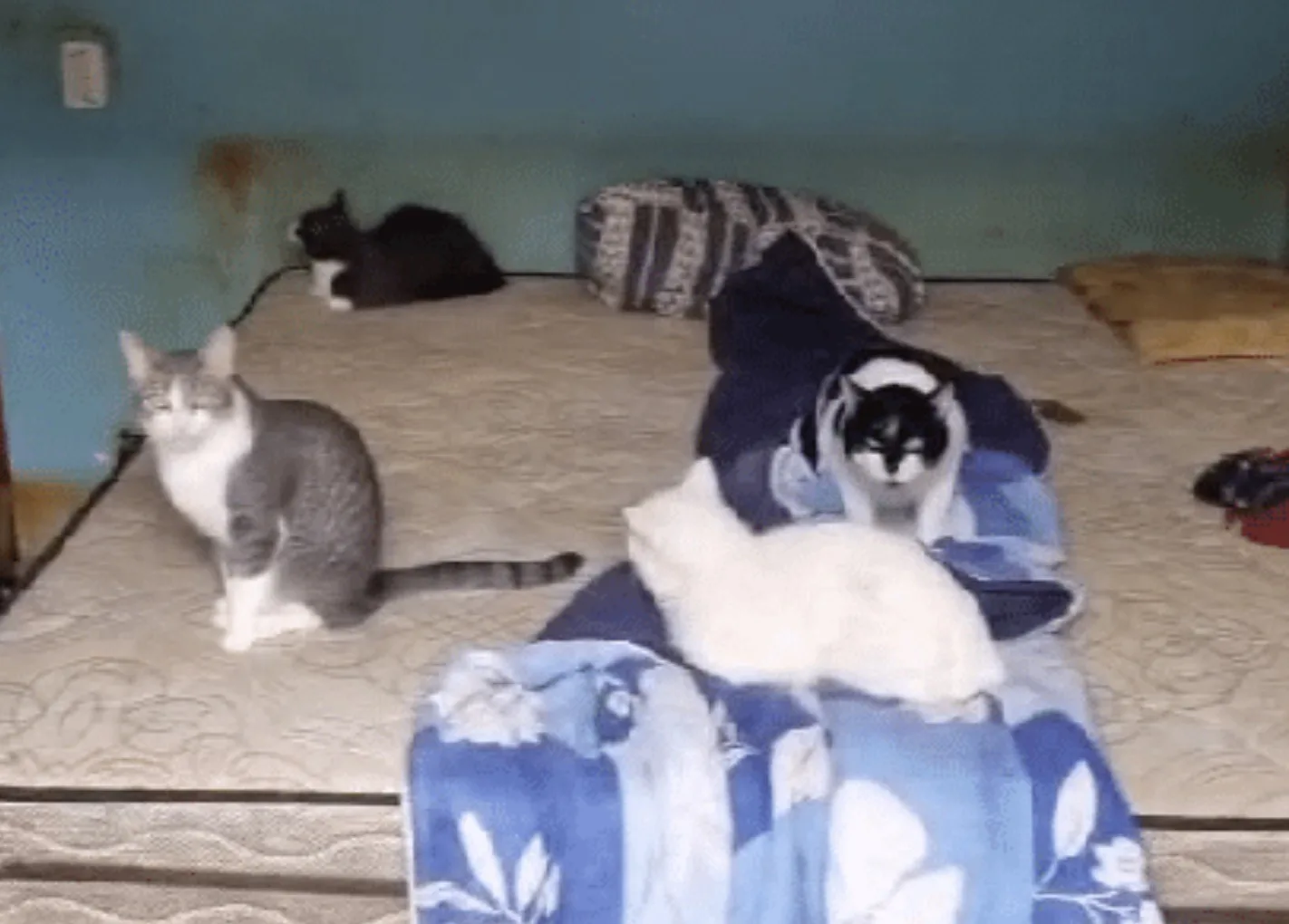 Polícia encontra 78 animais em cenário chocante no interior de SP, o que havia dentro da casa revoltou agentes