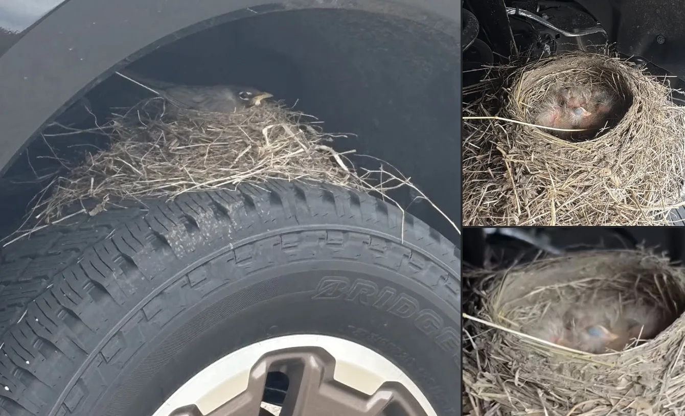 Cliente compra caminhonete, mas não pode usar por causa de passarinho que fez ninho no pneu; Conheça a lei que impediu a entrega da F-250 pela concessionária