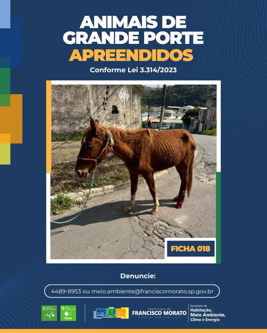 A medida busca reduzir riscos para motoristas, pedestres e para os próprios animais, além de combater situações de abandono e maus-tratos registradas no município.