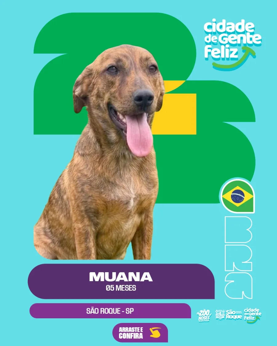 Entre os animais apresentados estão Bombom, Marílio, Muana, Diana e Cream Cheese, todos disponíveis para adoção.