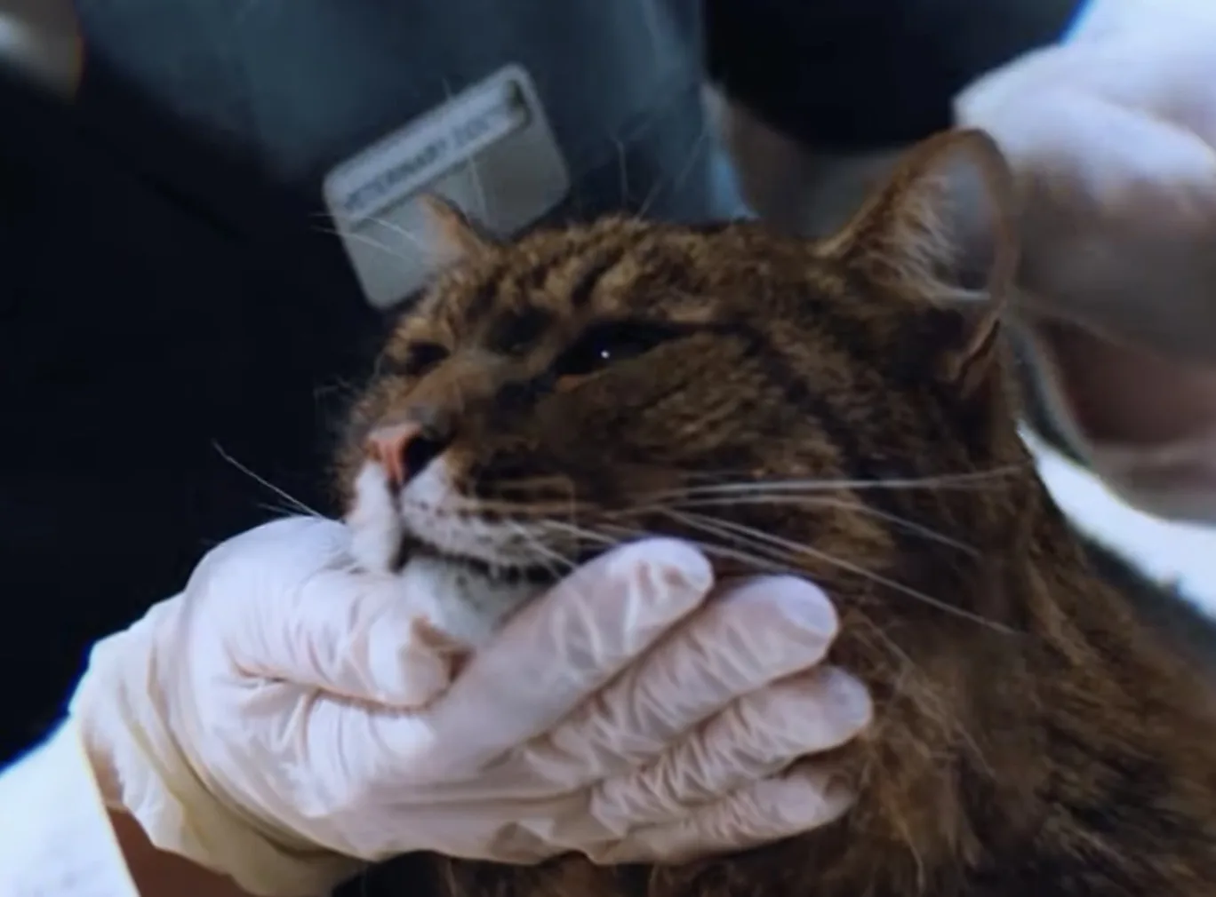 Francisco Morato ganhou um hospital para pets: Conheça a nova Unidade de Saúde Animal (USA) para atendimento de cães e gatos