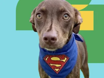Feira de adoção em São Roque (SP) pode mudar uma vida neste sábado; veja os cães que esperam por uma família