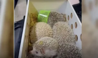 Megaoperação da PM apreende drogas, medicamentos irregulares e resgata animais em São Paulo