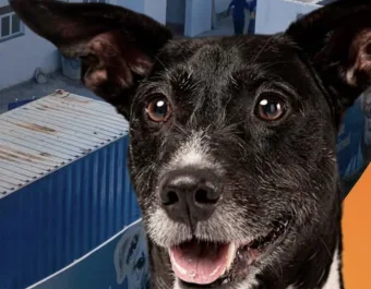 Itapevi conclui 75% da Unidade de Saúde Animal: veja quando cães e gatos começarão a receber atendimento gratuito