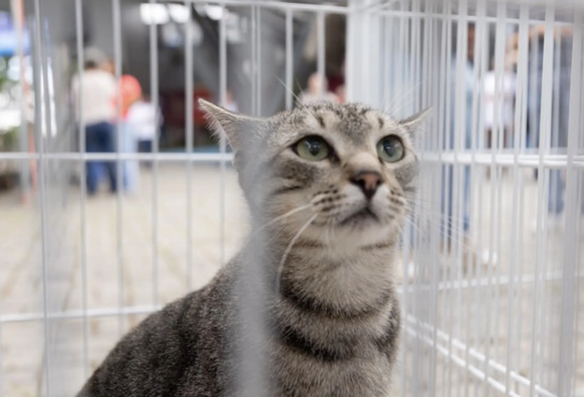 Itapevi realiza neste sábado, 27 de junho, a feira Me Leva pra Casa, com cães e gatos castrados, vacinados, vermifugados, microchipados e avaliados