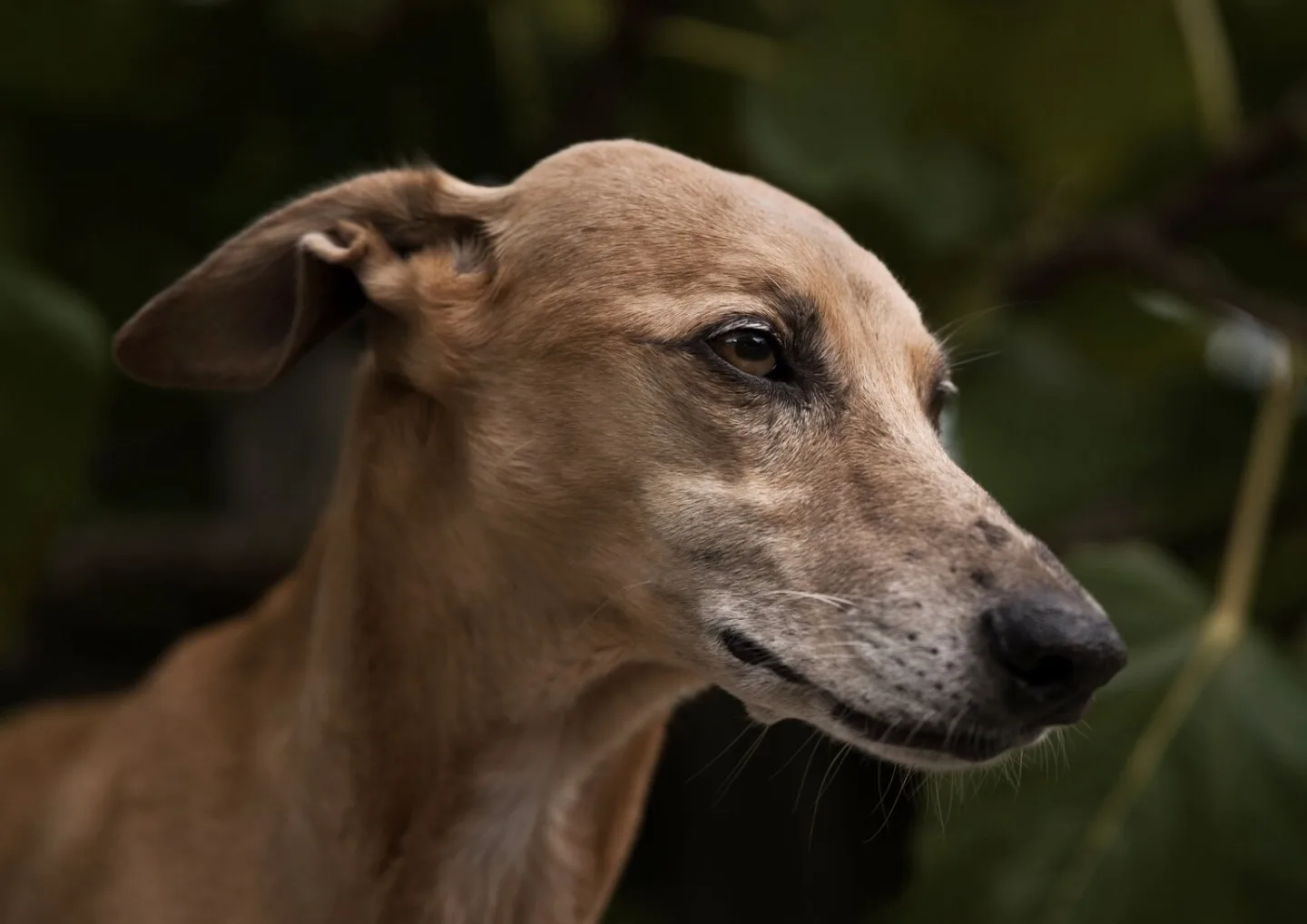 Unidade de Saúde Animal de Francisco Morato orienta tutores sobre atendimento gratuito