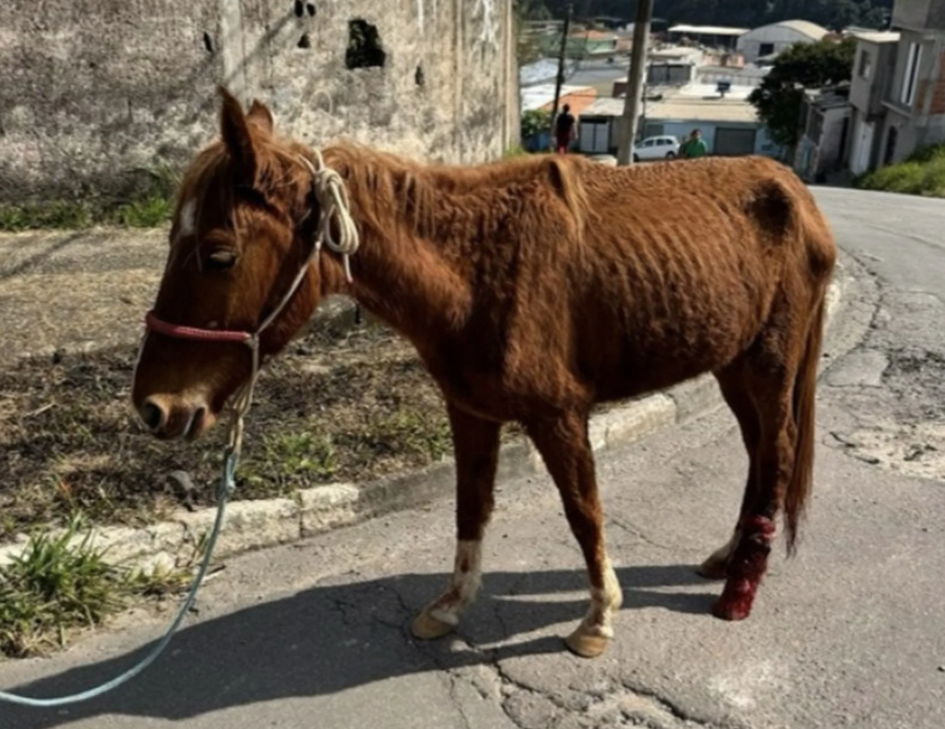 Cavalo magro apreendido em Francisco Morato chama atenção para risco nas ruas da cidade