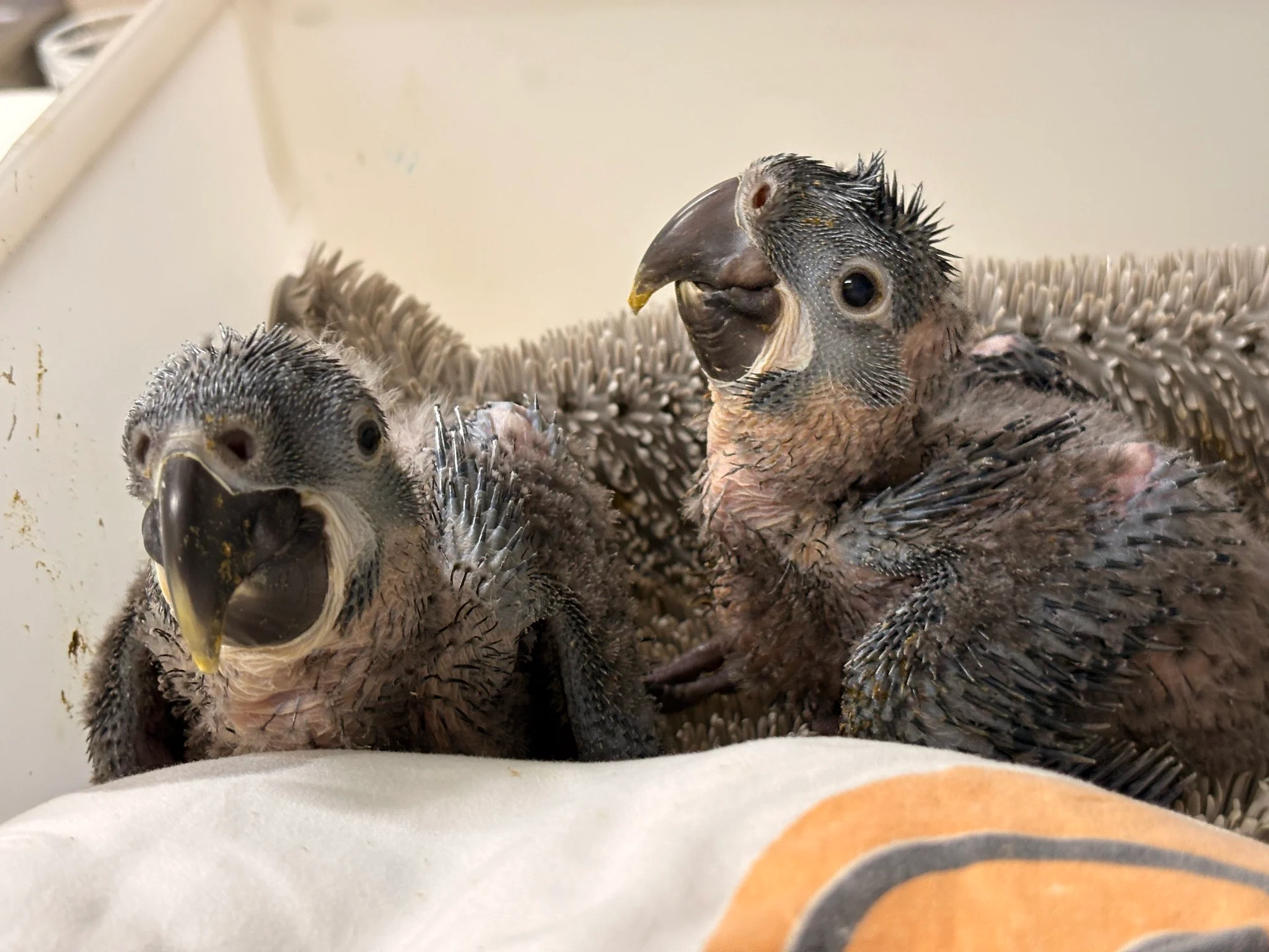 Essas aves quase desapareceram do Brasil, agora dois filhotes no Zoológico de São Paulo mudam uma história que parecia perdida
