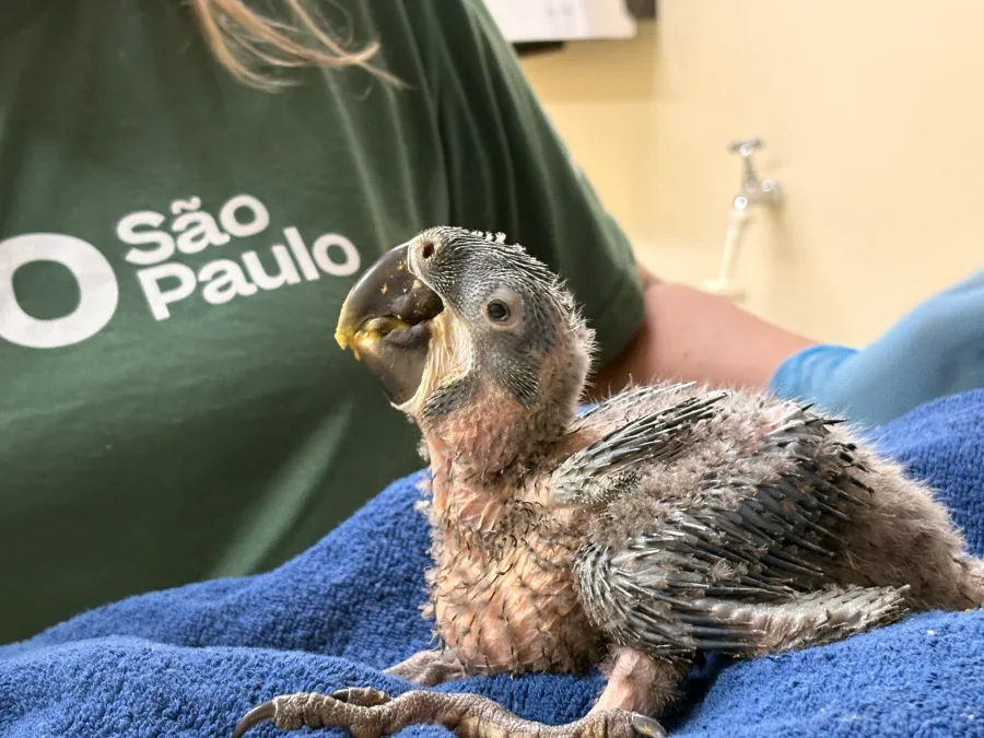 O Zoológico de São Paulo registrou novos nascimentos de arara-azul-de-lear, ave rara da caatinga baiana que ainda enfrenta riscos apesar da recuperação populacional.