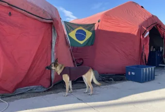 A cadela que emocionou Brasil e Turquia morreu aos 9 anos; Conheça Hope e sua história que impressiona até hoje