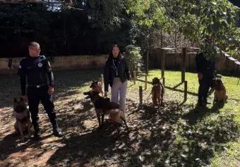 Os cães da GCM de São Roque fazem muito mais do que você imagina; conheça cada um deles