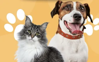 A 10ª Feira de Adoção de Cães e Gatos será realizada em Francisco Morato no dia 26 de junho, das 9h às 16h