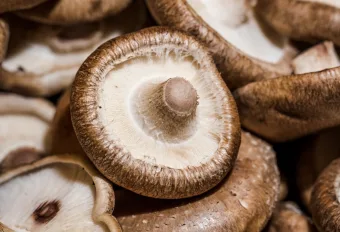 Curso em Mairiporã ensina cultivo de shiitake e estratégias para aumentar a rentabilidade rural