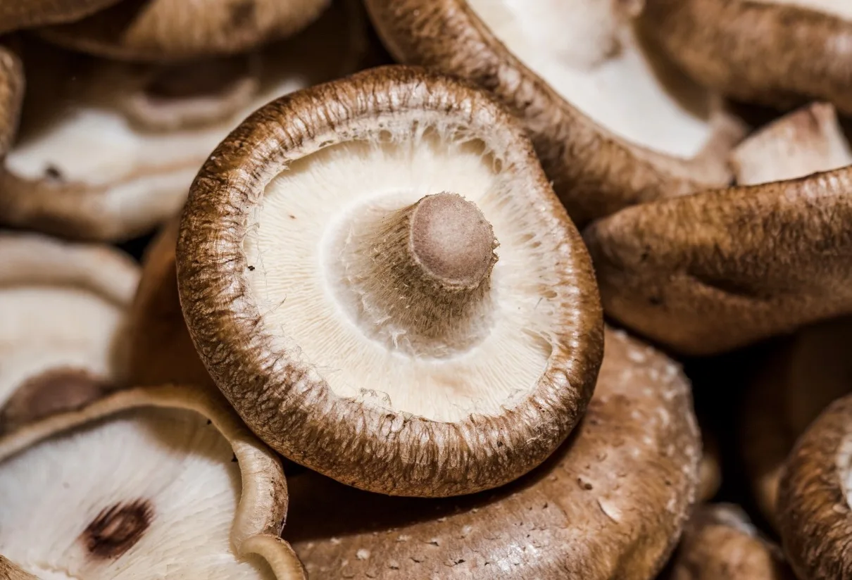 Curso em Mairiporã ensina cultivo de shiitake e estratégias para aumentar a rentabilidade rural