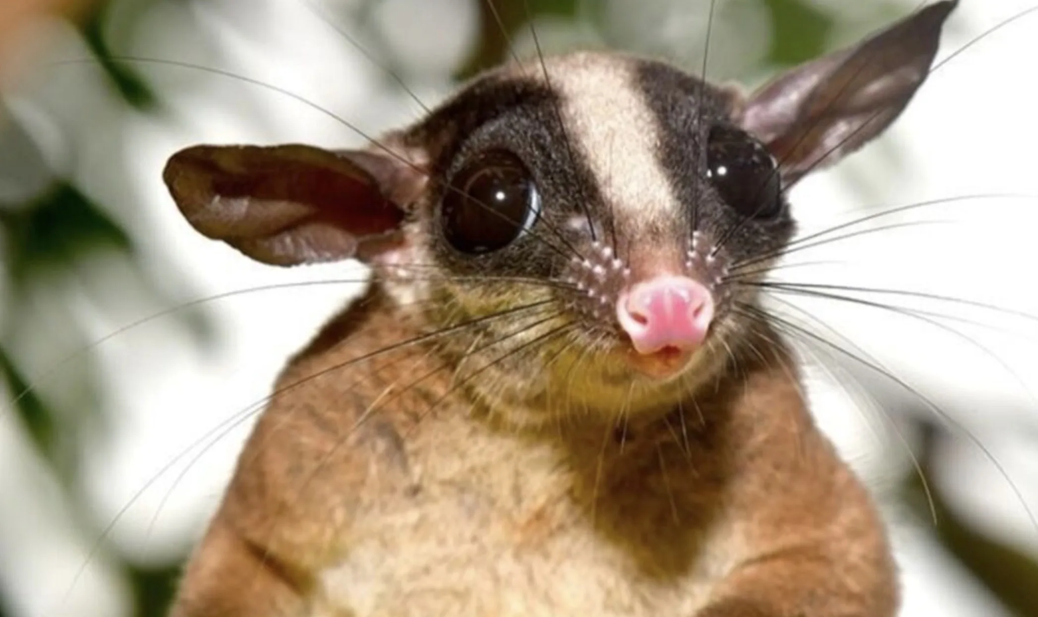 Cuíca-de-cauda-peluda: a pesquisa que revelou novos hábitos do animal esquivo da Amazônia