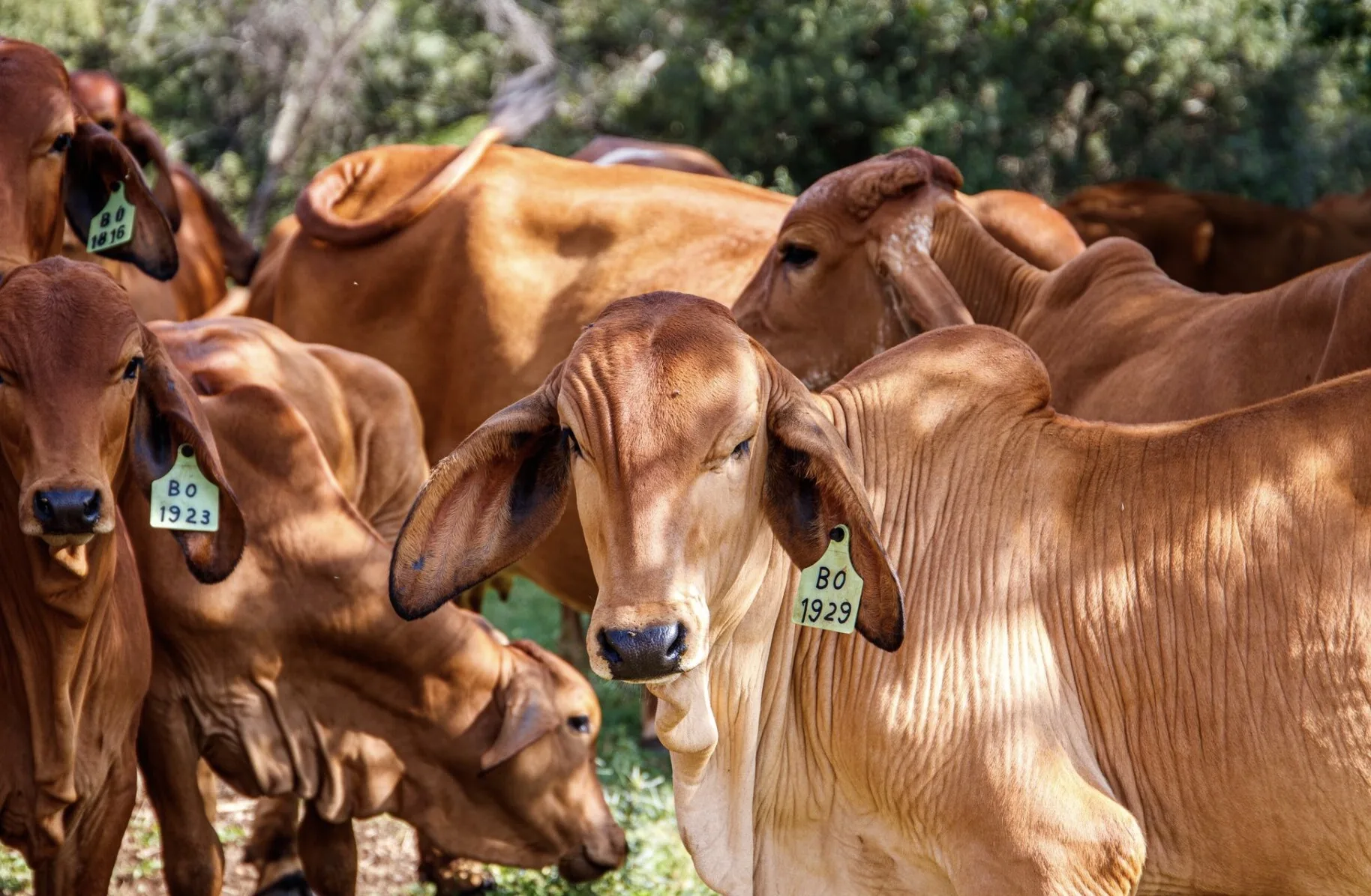 Carne brasileira foi proibida na Europa? Entenda o que muda a partir de setembro com veto da União Europeia