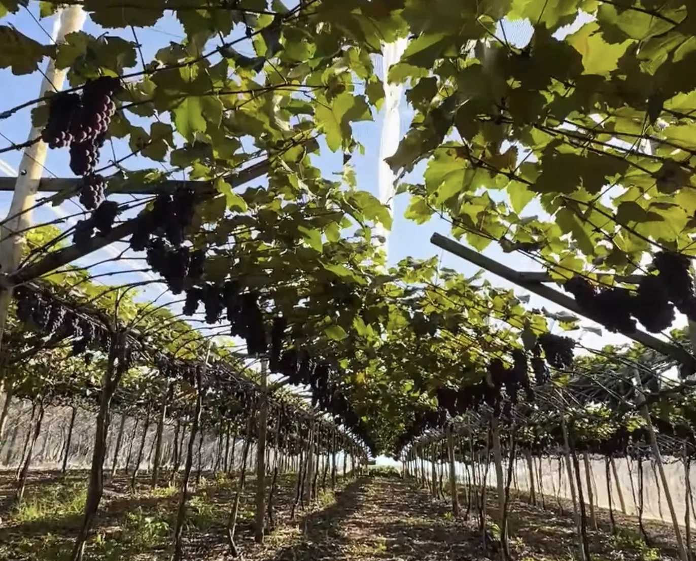 Jundiaí colhe 10 mil toneladas em apenas dois meses e revela por que suas uvas estão surpreendendo produtores do Brasil todo