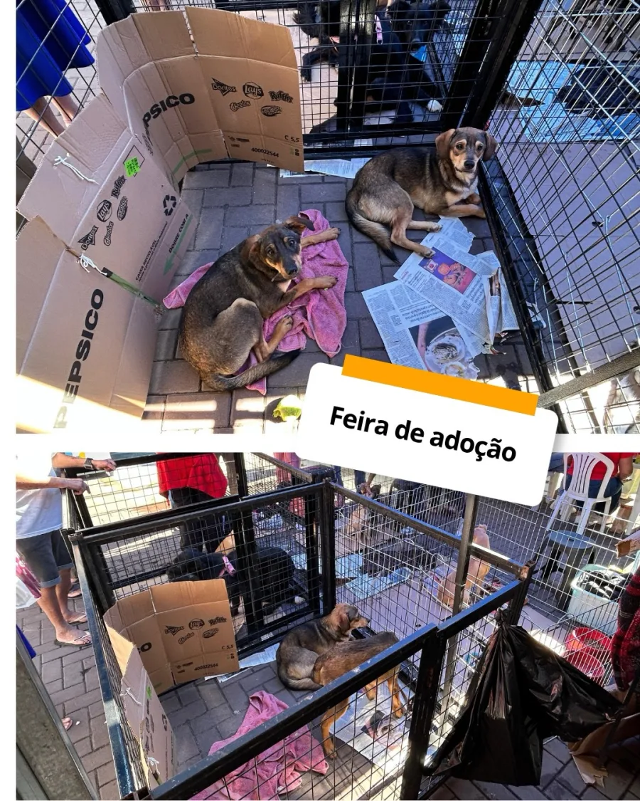 Prefeitura Presente reúne serviços e moradores em Francisco Morato